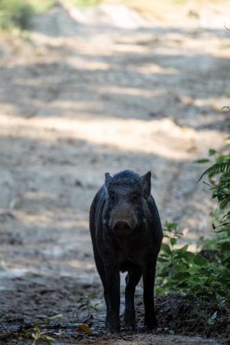 a black pig standing on a dirt road at Sanctuary Chitwan National Park in Chitwan