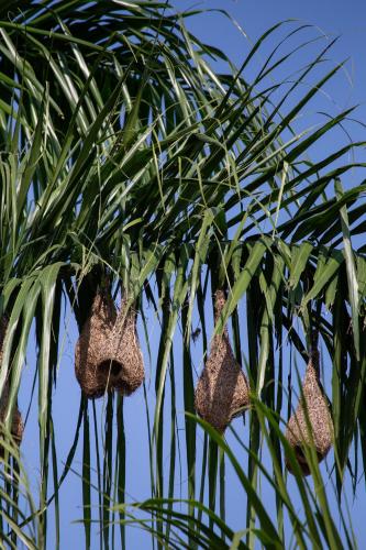 a palm tree with three bags hanging from it at Sanctuary Chitwan National Park in Chitwan