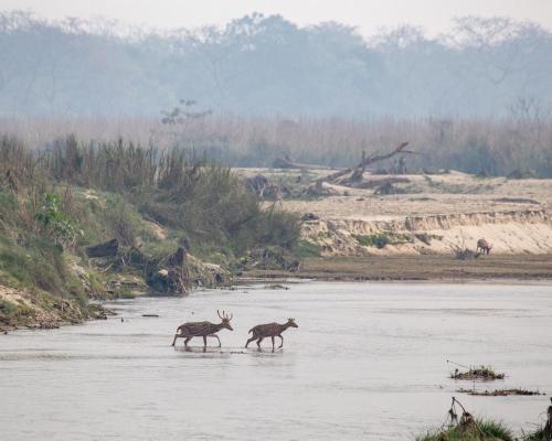 two deer walking in the water in a river at Sanctuary Chitwan National Park in Chitwan