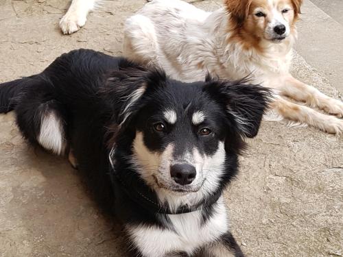 two dogs laying next to each other on the ground at La Petite Maison du Gardien in Sainte-Agnès