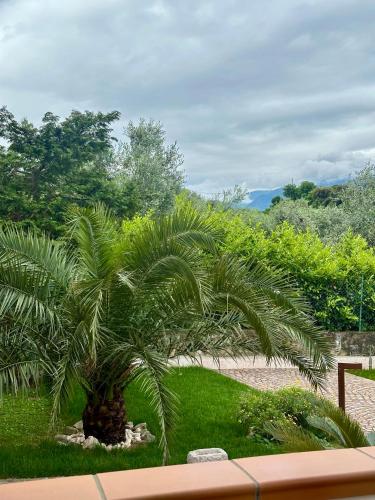 a palm tree sitting on top of a yard at B&B Casa Benamati by Kelly in Malcesine