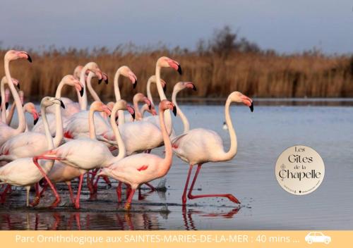 a group of pink flamingos walking in the water at Les Gîtes de la Chapelle 4 in Vauvert