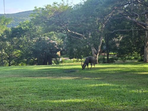 a horse grazing in the grass in a field at Kruger Park Lodge 243 in Hazyview