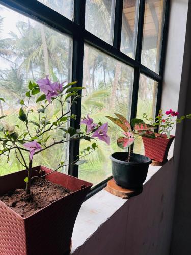 three potted plants sitting on a window sill at bonjour villa rathgama in Rathgama