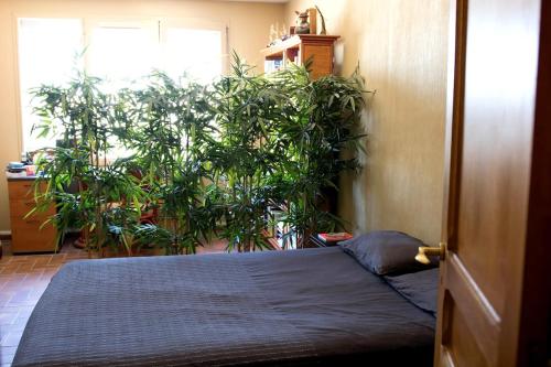 - une chambre avec un lit et une grande plante dans l'établissement Spacious Duplex Pantin, near Paris, à Pantin