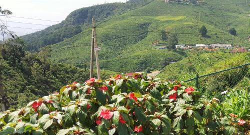 a bush with red flowers in front of a mountain at Thuring's Holiday Bungalow in Nuwara Eliya