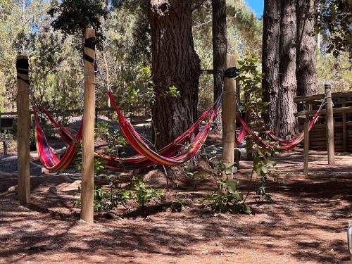 a hammock tied to a tree in a park at Glamping Puertecillo Surf & Camp in Puertecillo
