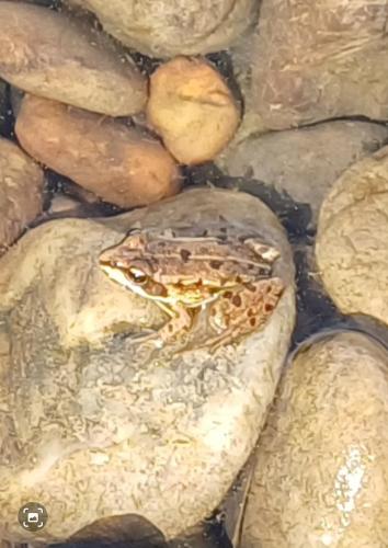 a frog sitting on top of a rock at Zimmer am See in Fußach