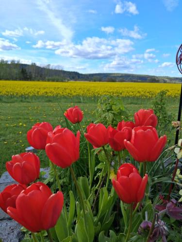 a group of red tulips in a field of flowers at Gårdslägenhet nära Göteborg in Alvhem