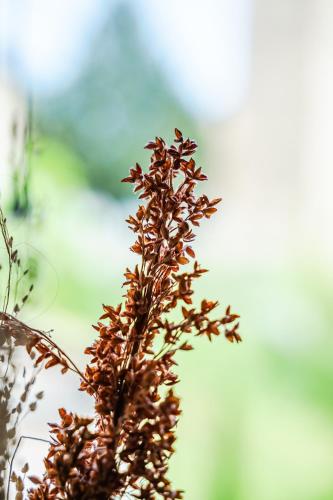 a close up of a plant with brown leaves at Emilio's Rooms in Levizzano Rangone