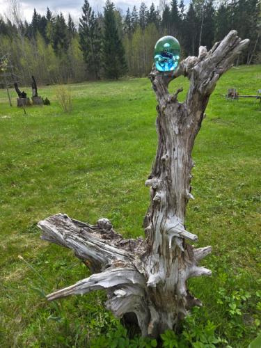 a tree stump with a green object on top of it at Gold Sun Zelta Saule in Matkule