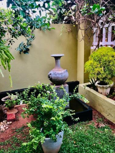Zahrada ubytování PEONY luxury Homestay - Anuradhapura