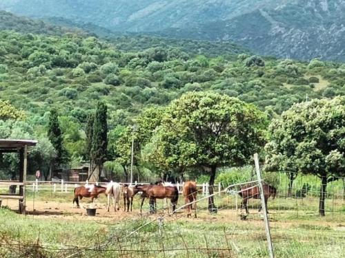 Άλλα ζώα σε αυτός ο ξενώνας ή στη γύρω περιοχή