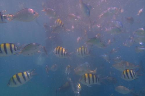 a group of fish swimming in the water at Silver Fern Beach Retreat in Sekotong