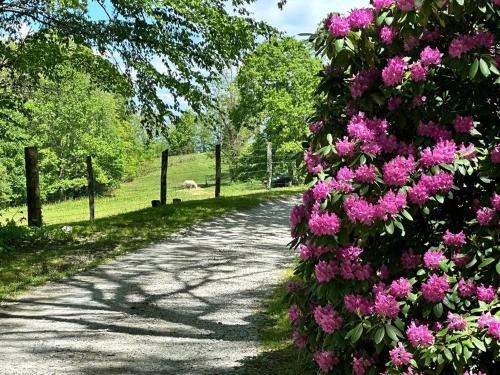 a road with pink flowers on the side of it at Fire Mountain in Highlands