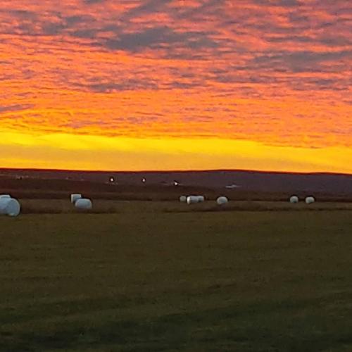 a group of animals grazing in a field at sunset at Hótel Laugarbakki in Laugarbakki