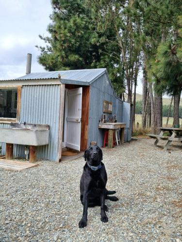 a black dog sitting in front of a shed at The Good Shepherds Hut in the NZ Dark Sky Reserve in Simons Pass