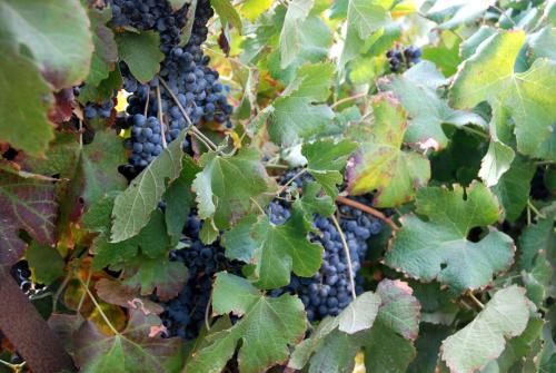 a bunch of grapes hanging from a tree at Carmey Avdat Farm in Midreshet Ben Gurion