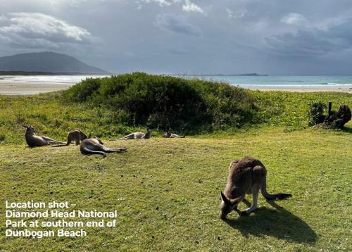 a group of animals grazing on the grass near the beach at Salt Spray - Full House in Dunbogan