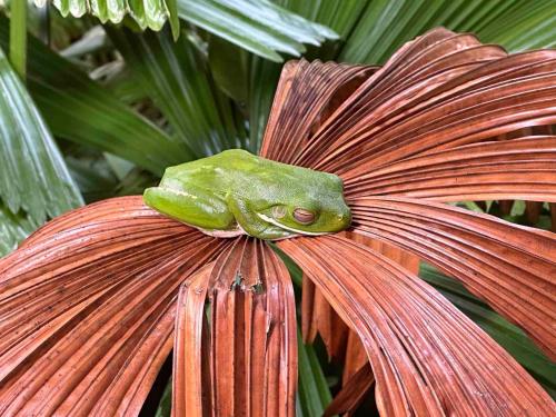Fotografie z fotogalerie ubytování Luxurious rainforest lodge in FNQ v destinaci Jogo