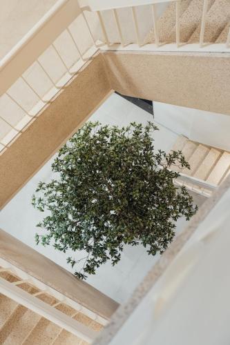 a plant in the floor of a building at Getaway Studios Liège in Liège