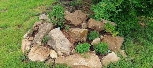 a rock garden with plants growing out of it at Vándor Kakas Vendégház dézsafürdővel in Recsk