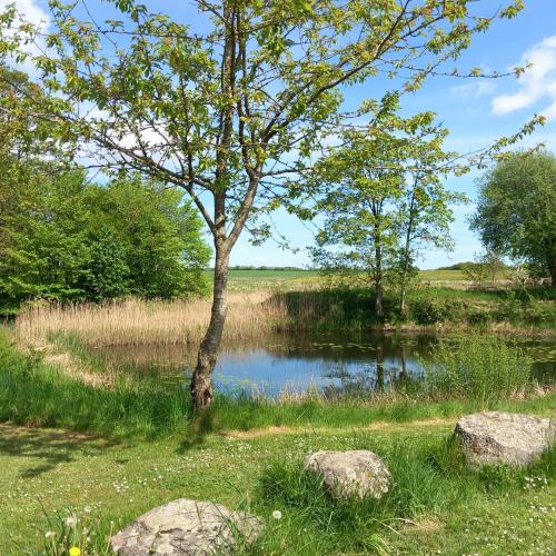 a tree in a field next to a pond at Villa Sommersted Tanja Blixen in Sommersted