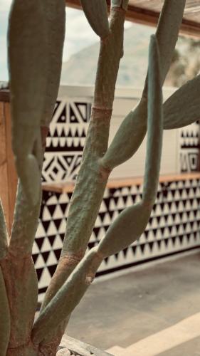 a close up of a cactus in front of a building at LA Casa Di Lusso N6 -Adults Only in Kolimbia