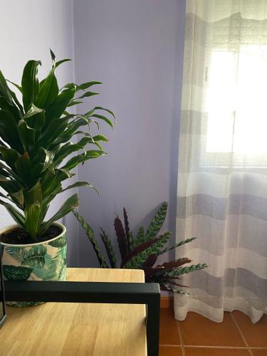 a plant sitting on a table next to a window at Apartamento Vicentino in Vila Nova de Milfontes