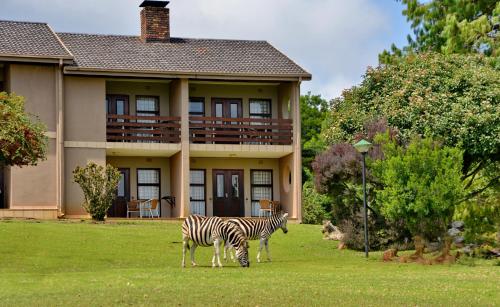 two zebras standing in the grass in front of a house at Crystal Springs Mountain Lodge in Pilgrimʼs Rest
