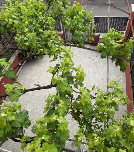 a tree with green leaves on a sidewalk at Pirandello Rooms in Verona