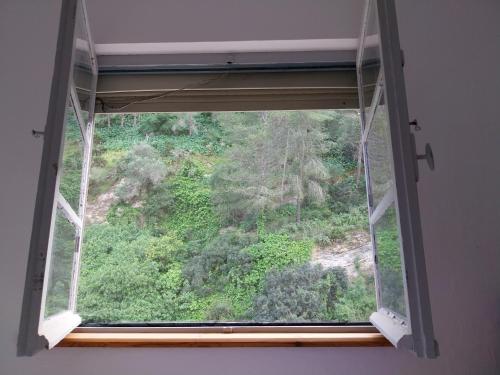 Ave Ibis eremita Vejer
