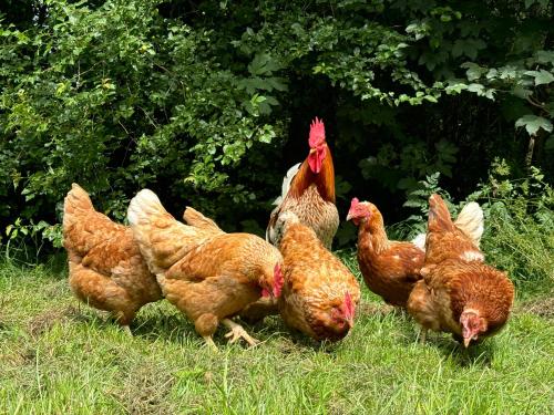 Άλλα ζώα σε αυτό το διαμέρισμα ή στη γύρω περιοχή