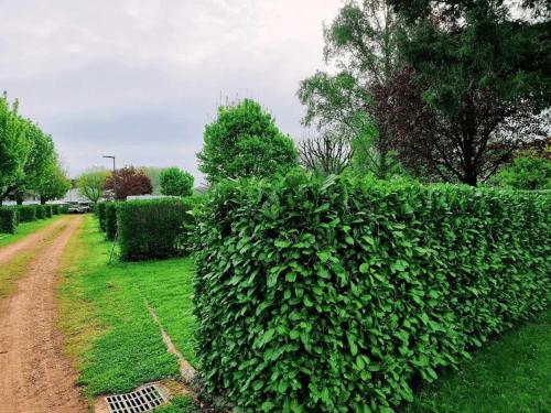 a large green hedge next to a dirt road at Camping de Charlieu in Charlieu