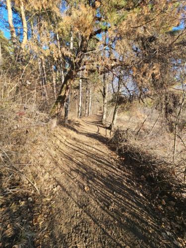 a dirt road in the middle of a forest at WHITE HOUSE, Vidraru in Căpăţîneni-Pămînteni