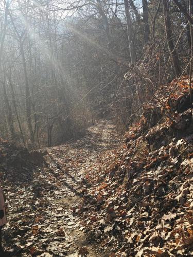 a dirt road with leaves on the ground at WHITE HOUSE, Vidraru in Căpăţîneni-Pămînteni