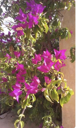 a bunch of purple flowers on a plant at Su Birde Agriturismo in Orosei