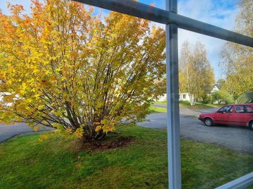 a window view of a tree with yellow leaves at Villa Hugo in Vidsel