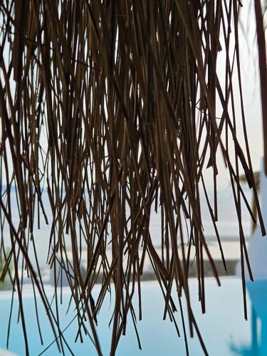 a close up of a palm tree branch at ELLI TROPiCAL LUXURY SUITES SUNSET-INFINITY POOL- SEA SIDE-NEAR CENTER PARKING in Mikonos