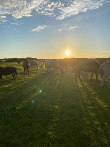 a herd of horses grazing in a field at sunset at Familien Animation Cafe Spielplätze Meerblick WLAN in Fanø