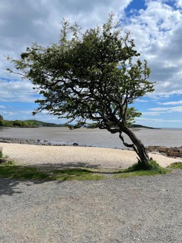 a tree in the middle of a beach at Grannys Vintage Coastal Caravan in Kippford