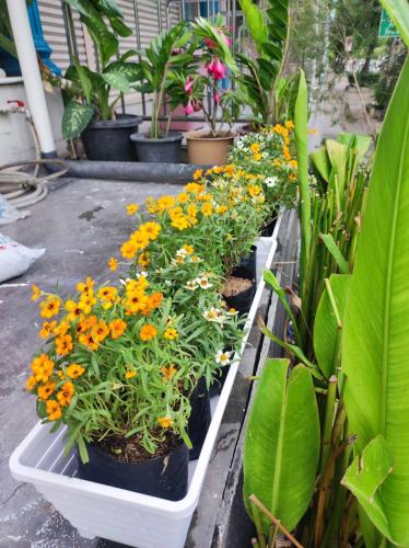 a row of plants in a white planter with flowers at mstay in Bangkok
