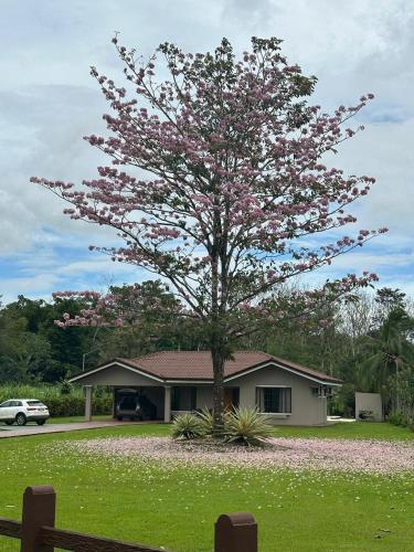 a tree in front of a house with pink flowers at Casa Roble Fortuna in Fortuna