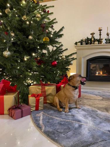 a dog sitting next to a christmas tree with presents at Aparthotel Amella in Rīga