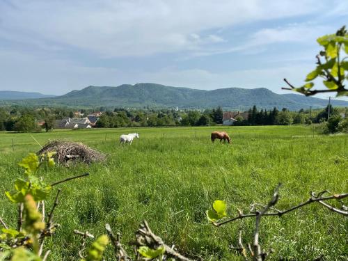 three horses grazing in a field with mountains in the background at Stupa-Rezi-Tatika-Haz in Zalaszántó