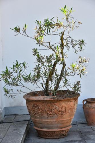 a plant in a pot sitting on a floor at Liberty House in Turbigo