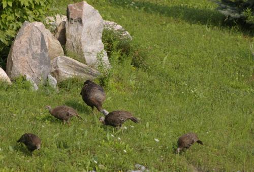 a group of birds standing in the grass at Our Valley View Bed & Breakfast in Hampton