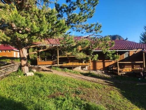 a building with a tree in front of it at Taberik Ethno Resort in Dzhetyoguz