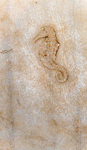 a snake footprint in the sand on the beach at Joyful Tinos in Tinos Town