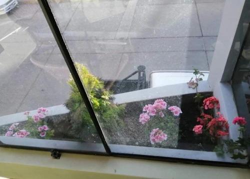 a window with a bunch of flowers on a ledge at Hostel Traveller's Palace in Huaraz